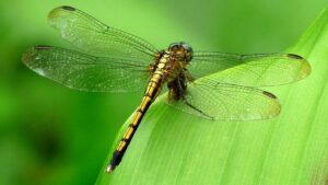 Chuồn chuồn bay vào nhà là điềm báo gì?