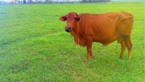 Mơ thấy con bò đánh con gì? Báo hiệu điều gì?