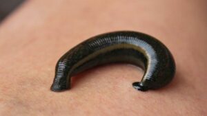 Tổng hợp thông tin mơ thấy đỉa cắn đánh con gì?