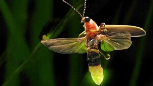 Mơ thấy đom đóm đánh con gì chính xác nhất? 