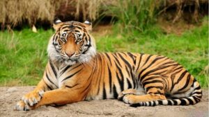 Mơ thấy hổ đánh con gì? Là điềm gì?