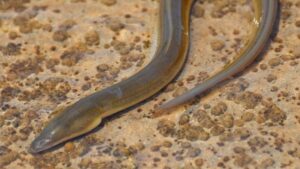 Mơ thấy lươn đánh con gì? Là điềm báo gì?