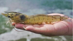 Mơ thấy tôm đánh con gì? Là điềm gì?