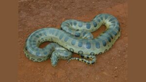 Mơ thấy trăn đánh số mấy? Điềm báo dữ hay tốt lành?