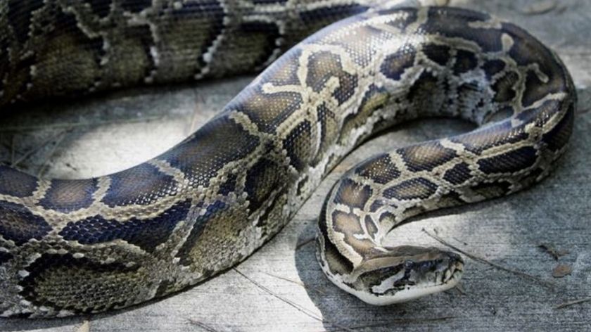 Mơ thấy trăn đánh số mấy? Điềm báo dữ hay tốt lành?