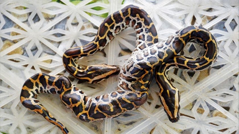 Mơ thấy trăn đánh số mấy? Điềm báo dữ hay tốt lành?