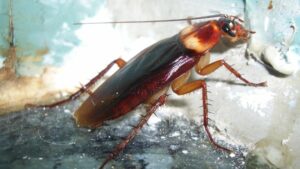 Nằm mơ thấy gián đánh con gì? Là điềm gì?