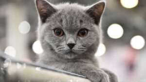 Nằm mơ thấy mèo đánh con gì dễ thắng lớn?