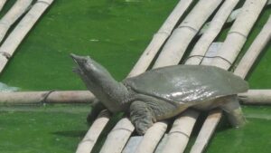 Mơ thấy ba ba đánh lô đề con gì cho dễ trúng?