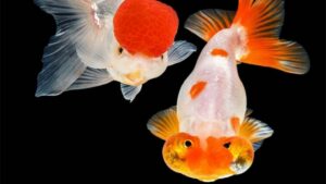 Mơ thấy cá đánh con gì thắng chắc?