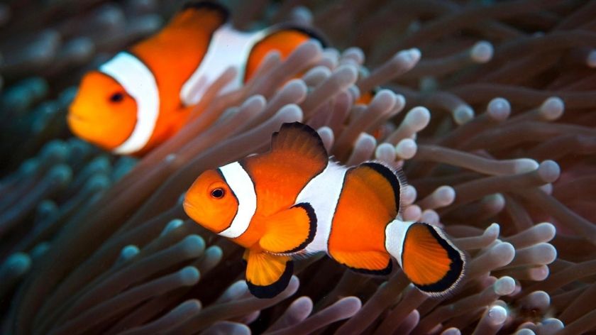 Mơ thấy cá đánh con gì thắng chắc?