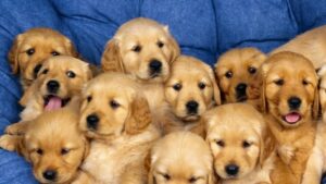 Mơ thấy chó con đánh con gì? Là điềm gì?