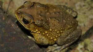 Mơ thấy cóc đánh con gì? Giải mã giấc mơ thấy cóc