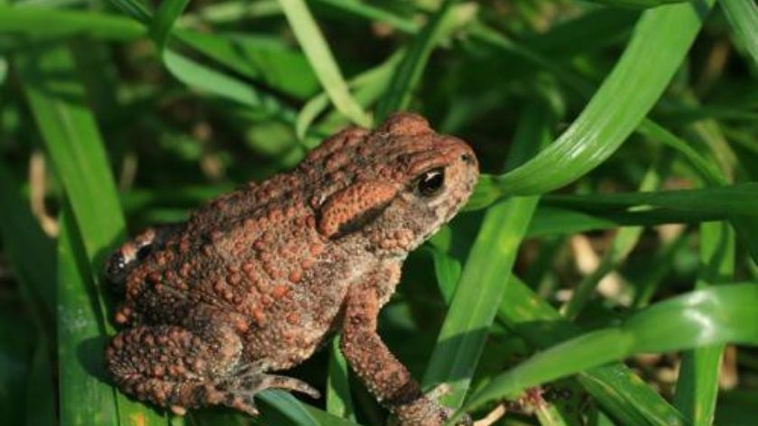 Mơ thấy cóc đánh con gì? Giải mã giấc mơ thấy cóc