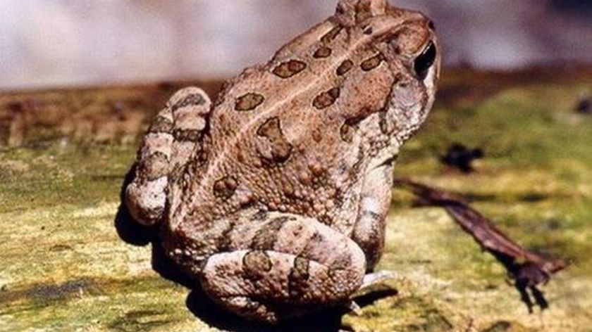 Mơ thấy cóc đánh con gì? Giải mã giấc mơ thấy cóc