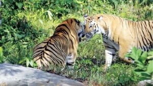 Mơ thấy cọp đánh con gì? Giải mã giấc mơ thấy cọp