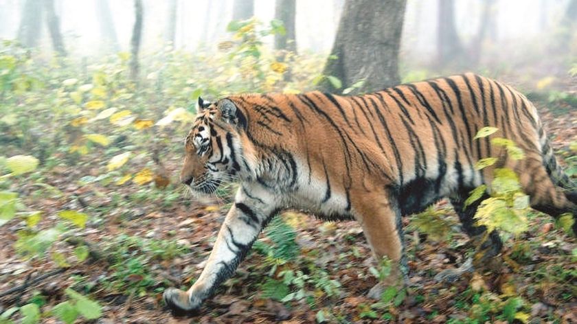 Mơ thấy cọp đánh con gì? Giải mã giấc mơ thấy cọp