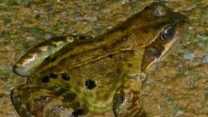 Mơ thấy ếch nhái đánh con gì để nhanh giàu?