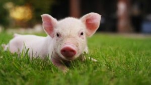 Nằm mơ thấy heo đánh con gì dễ trúng nhất?