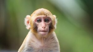 Mơ thấy khỉ đánh con gì? Giải mã giấc mơ thấy khỉ