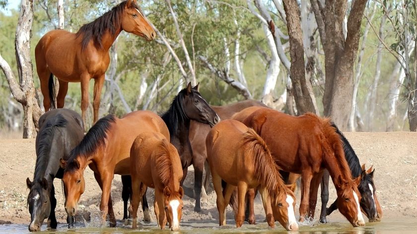 Mơ thấy ngựa đánh con gì?