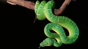 Mơ thấy rắn là điềm gì? Nên đánh con gì?