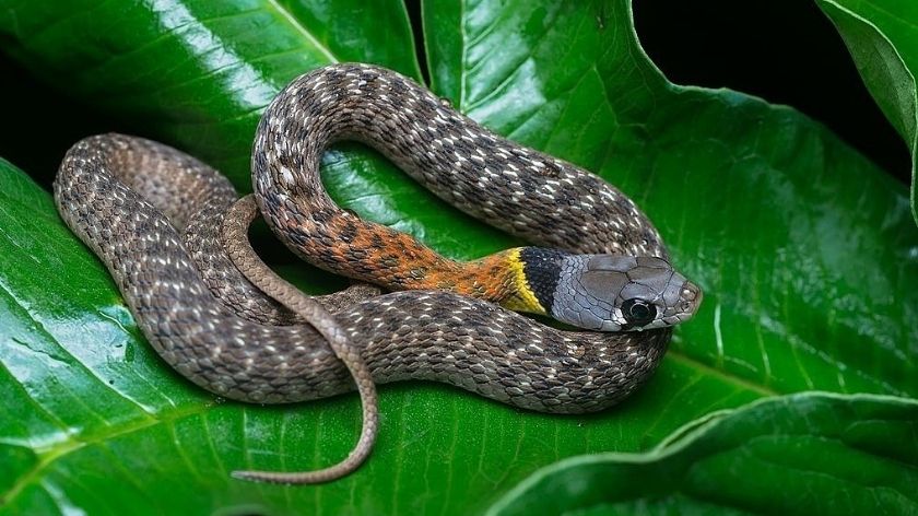 Mơ thấy rắn là điềm gì? Nên đánh con gì?