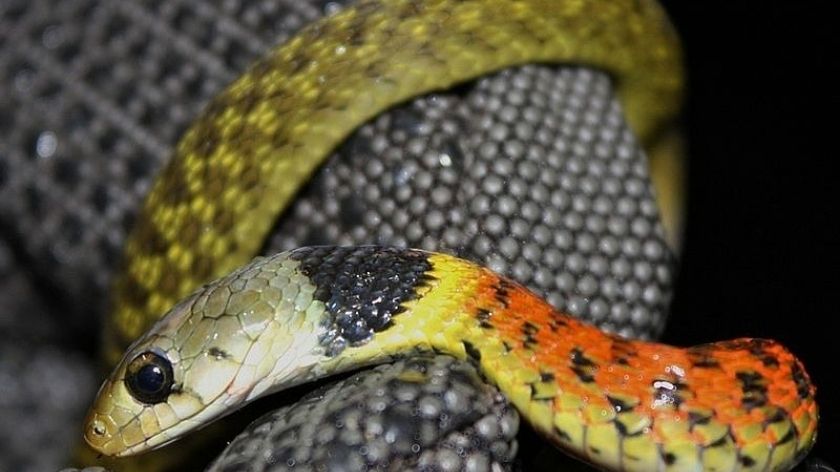 Mơ thấy rắn là điềm gì? Nên đánh con gì?