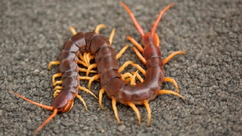 Mơ thấy rết đánh con gì thắng chắc?