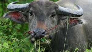 Mơ thấy trâu đánh con gì thắng chắc?