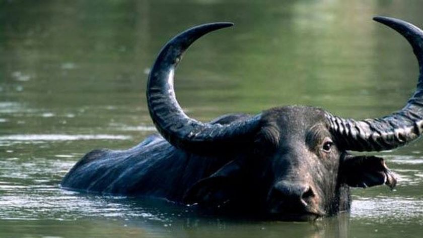 Mơ thấy trâu đánh con gì thắng chắc?