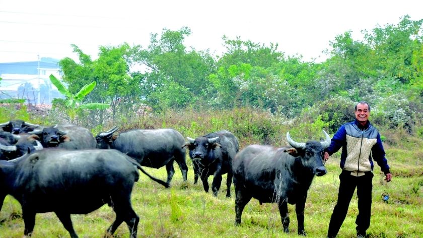 Mơ thấy trâu đánh con gì thắng chắc?