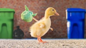 Mơ thấy vịt đánh con gì? Giải mã giấc mơ thấy vịt